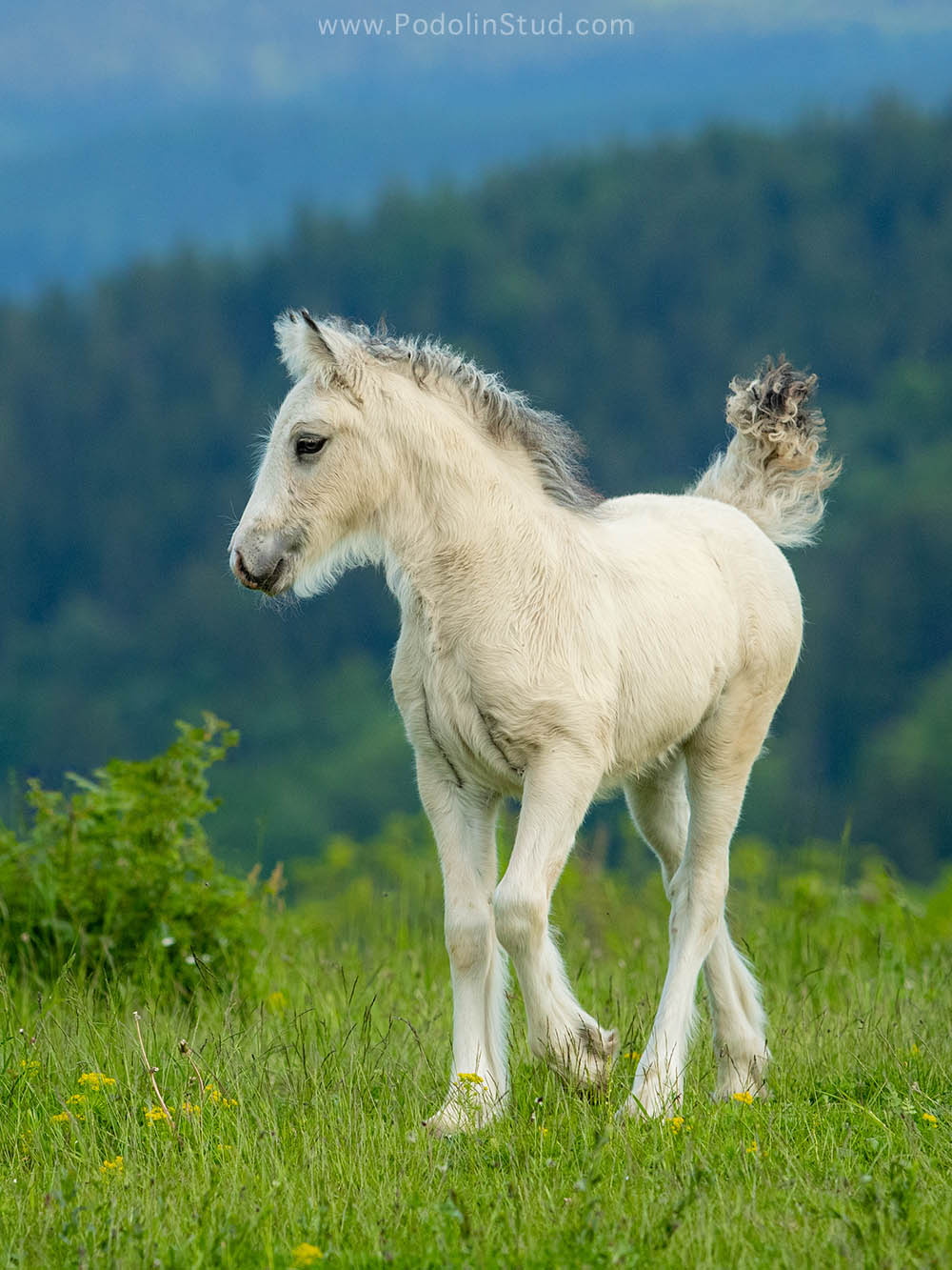 Exceptional Buckskin Gypsy Filly